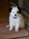 Puppy23 small