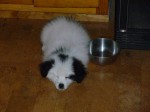 Puppy7
